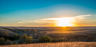 Kansas plains wheat field